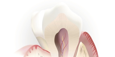 Animated inside of tooth used to explain root canal therapy