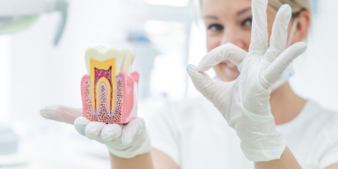 Dentist holding up root canal model